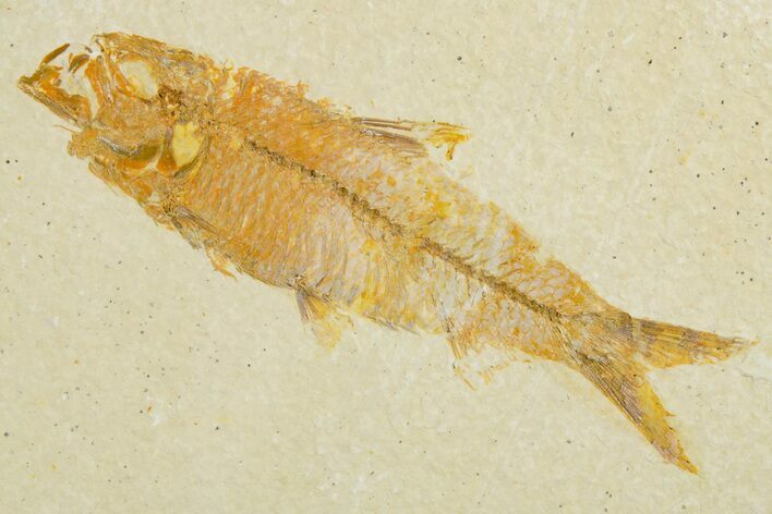 Detailed Fossil Fish (Knightia) - Wyoming #355634